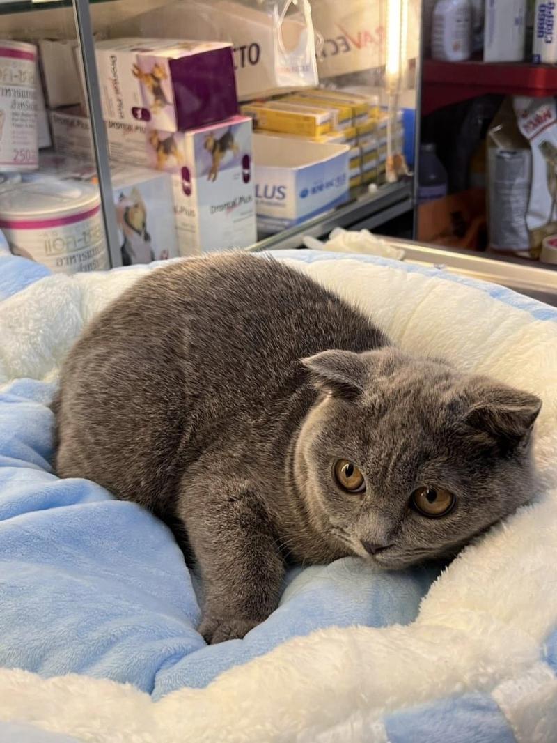 Phòng Khám Thú Y Pet Vet