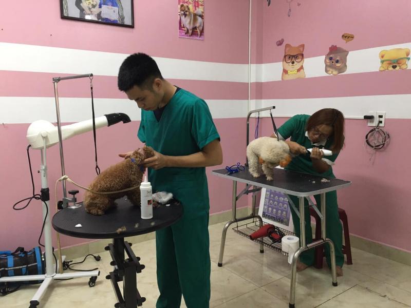 Phòng khám thú y Petaholic - Bs Hà Kiều Anh