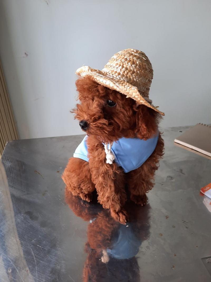 Phòng khám thú y - Petshop Hòa Thân