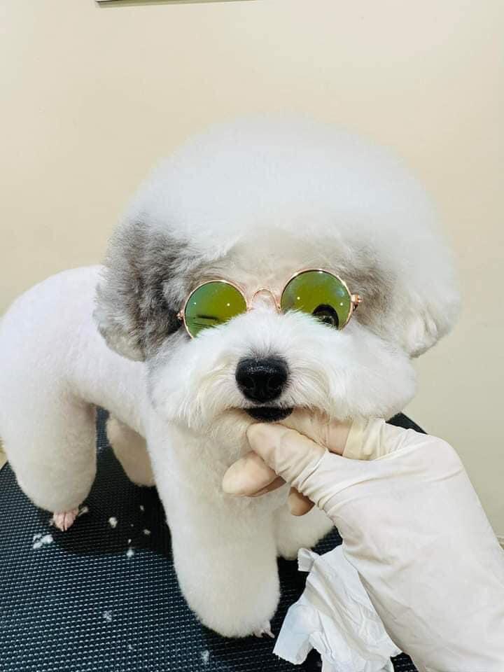 Phòng Khám Thú Y Sài Gòn T&T Pet