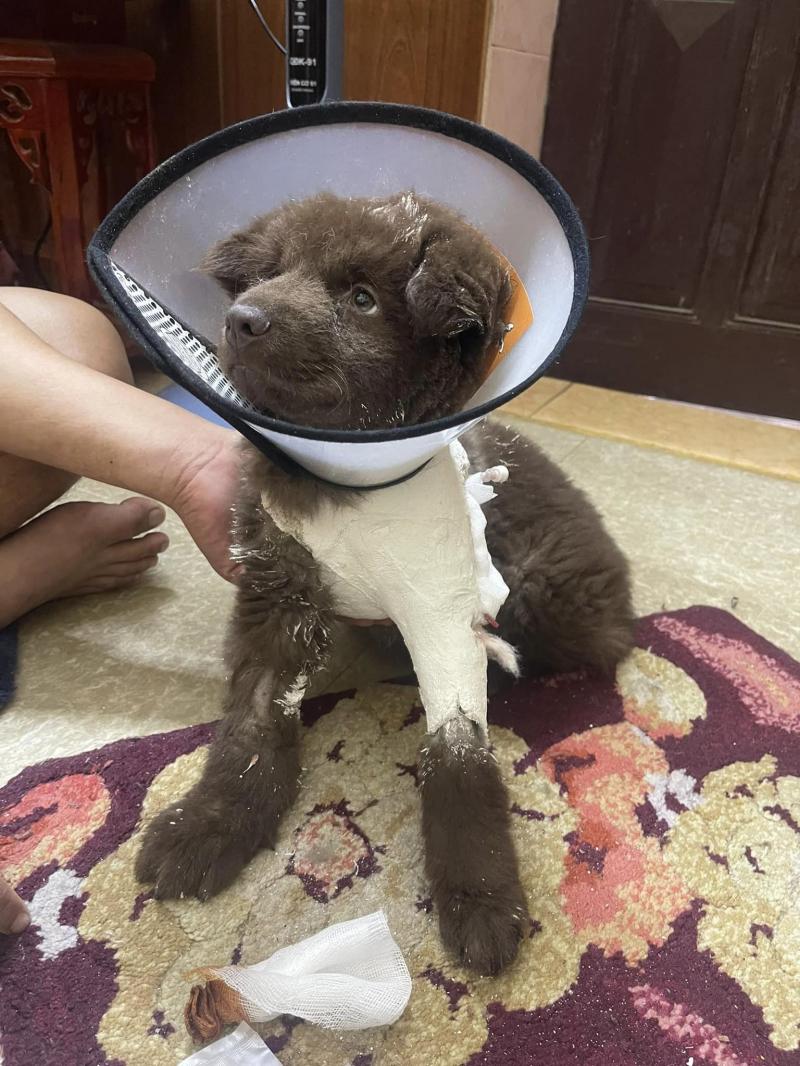 Phòng Khám Thú Y Sam Pet