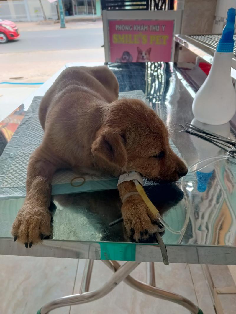 Phòng Khám Thú Y Smile's Pet Tây Ninh.