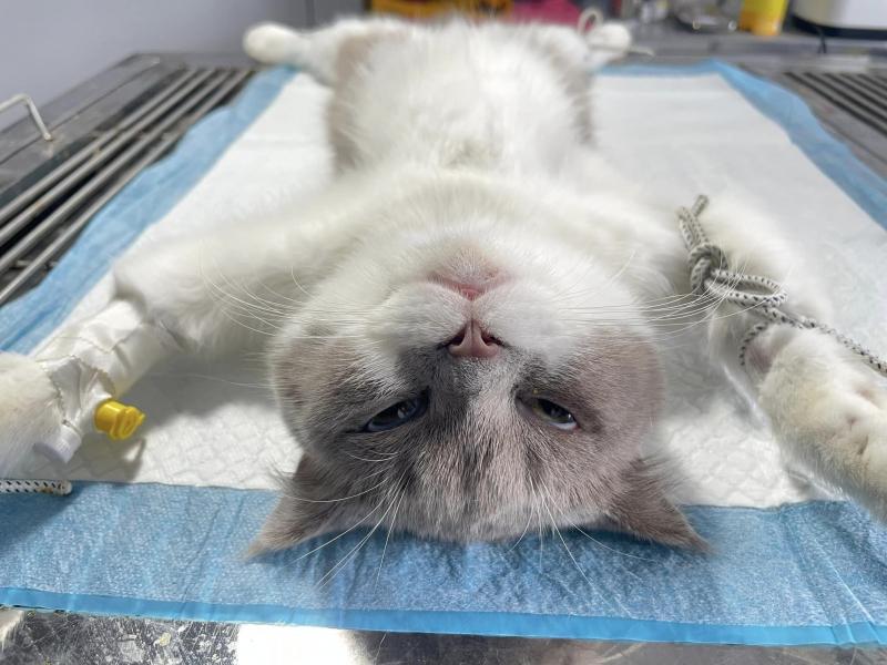 Phòng Khám Thú Y Sunshine Pet