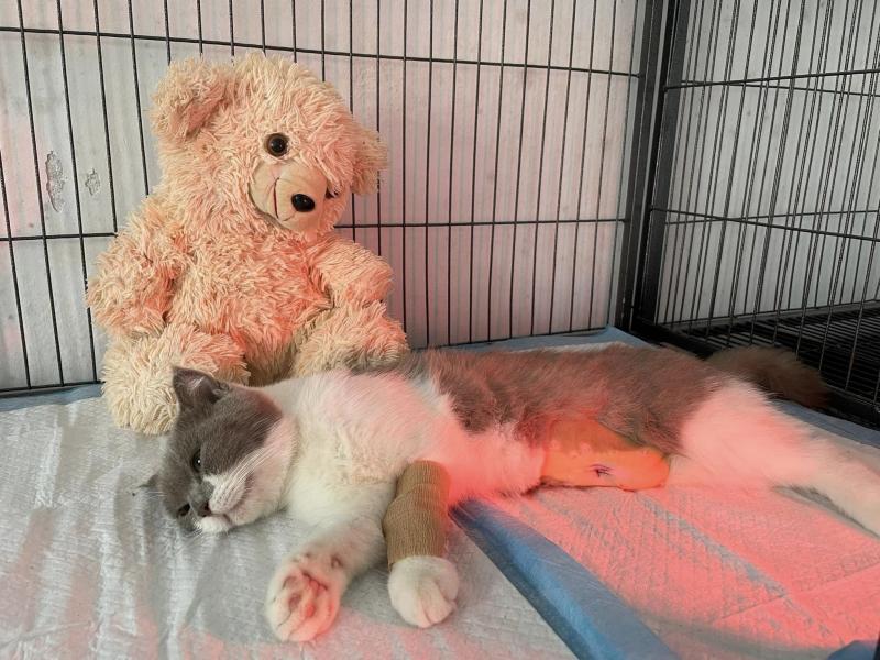 Phòng Khám Thú Y Sunshine Pet