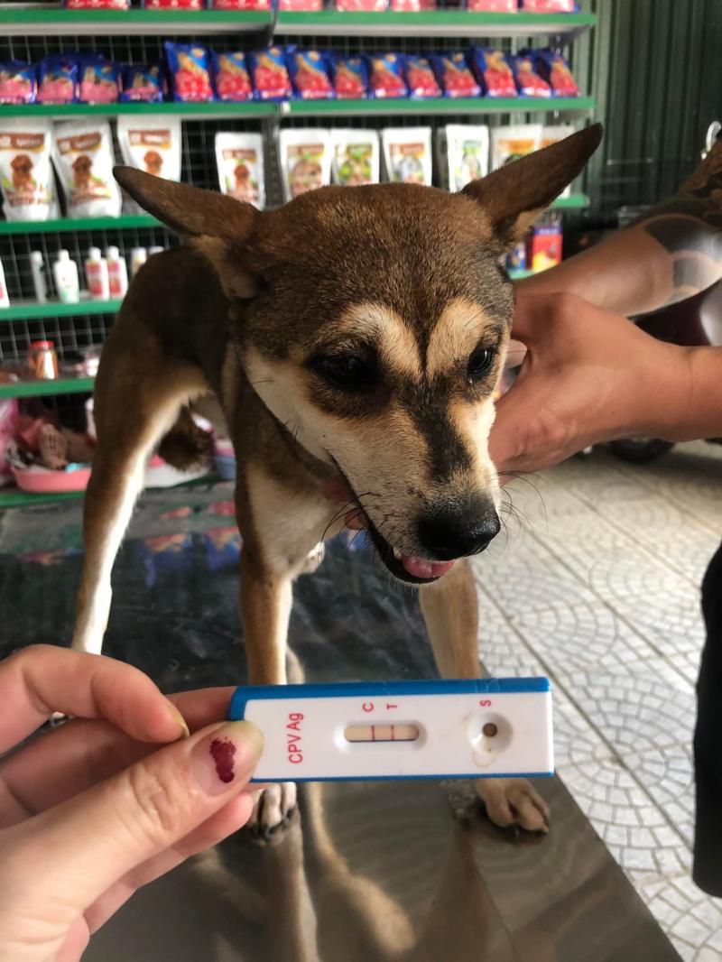 Phòng Khám Thú Y SUNY PET