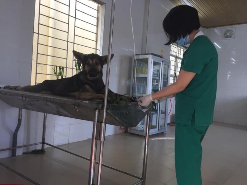 Bệnh Viện Thú Y Thành Phố Vinh