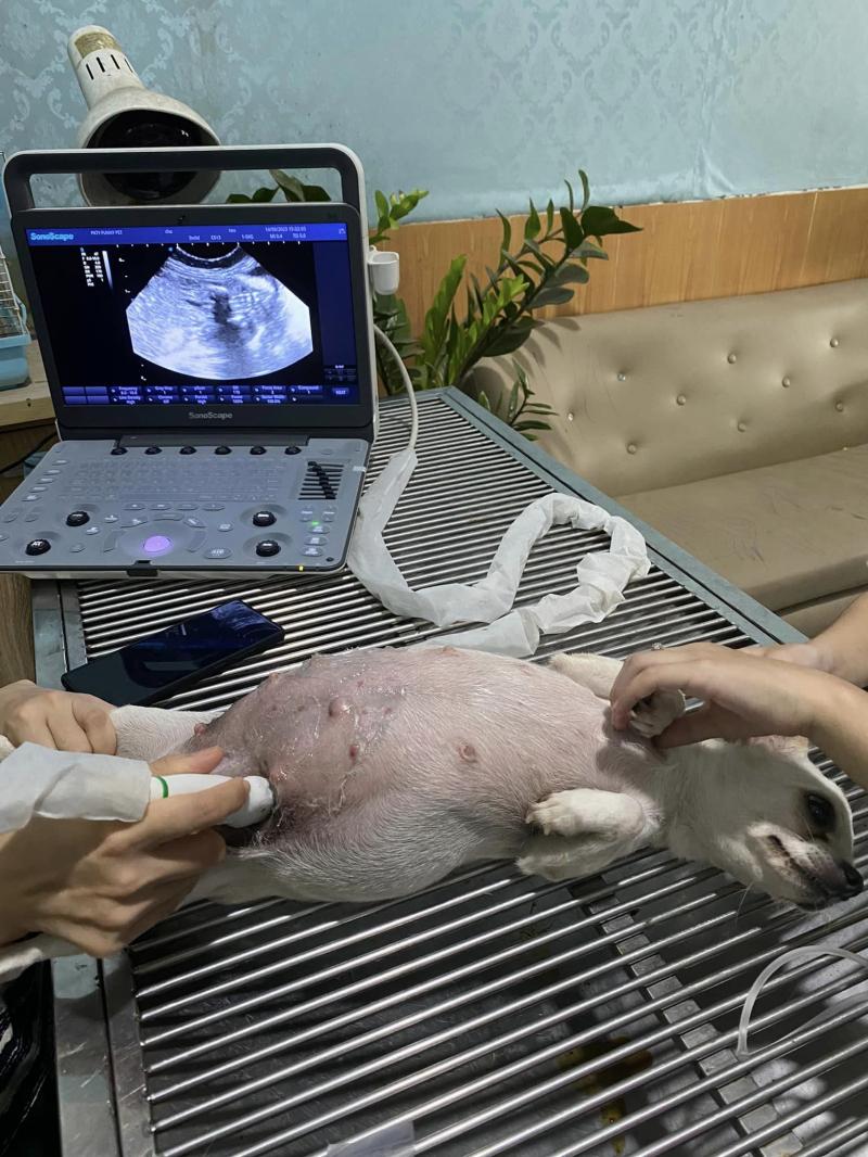 Phòng Khám Thú Y Thái Bình - Funny Pet