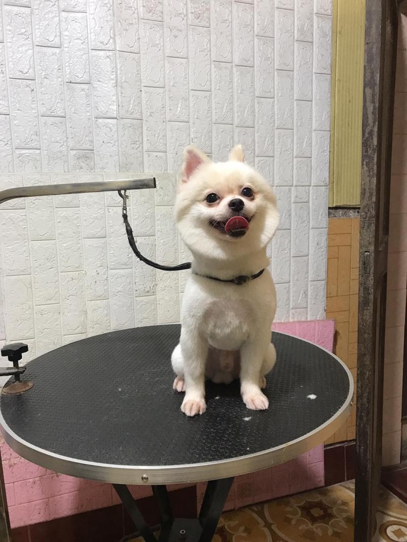 Phòng Khám Thú Y Thái Bình LUCKY PET