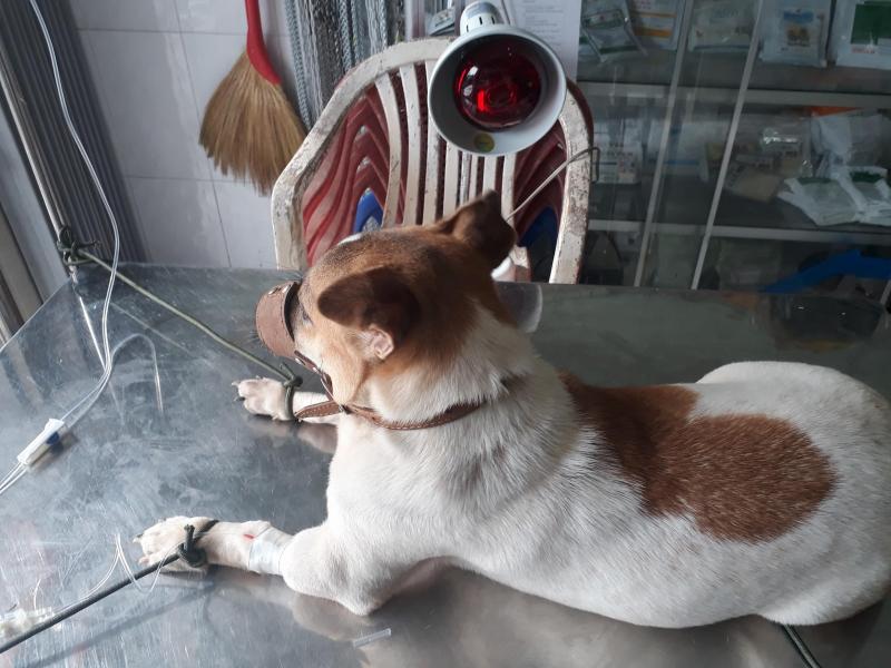 Phòng khám thú y Thái Huy