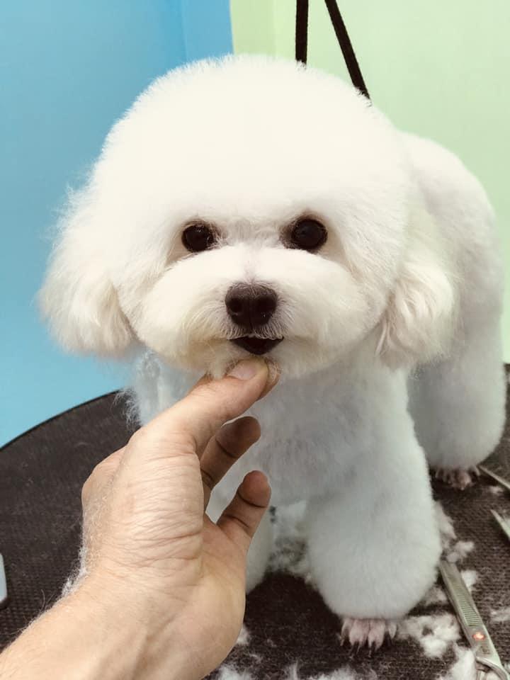 Phòng khám thú y Vincent Pet Hải Dương