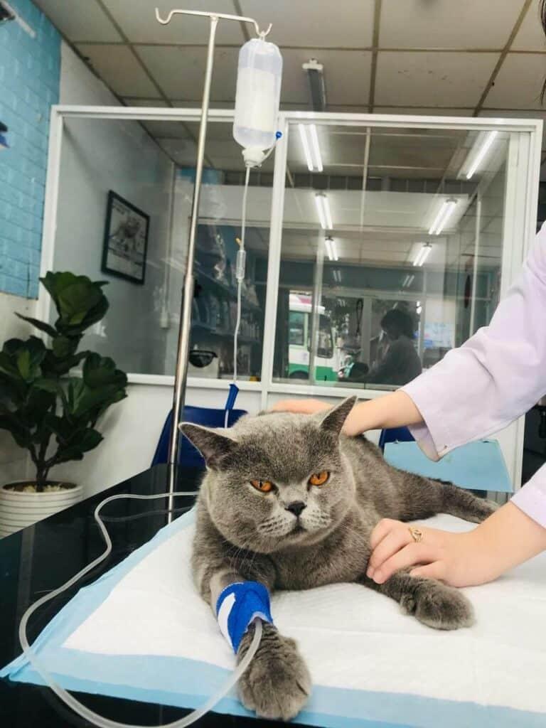 Phòng Khám Thú Y Vĩnh Linh Pet Quảng Trị