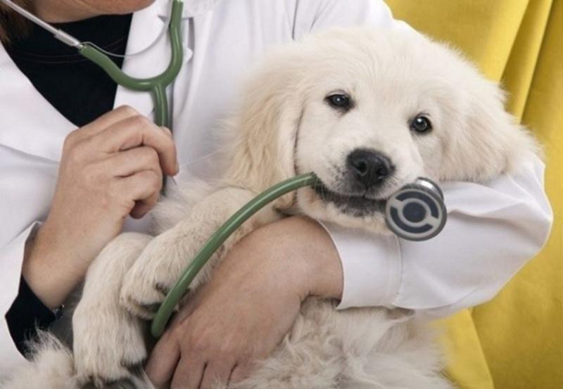 Phòng Khám Thú Y Vĩnh Linh Pet Quảng Trị