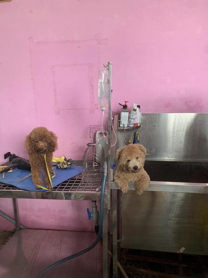 Phòng khám thú y Vinh Phát