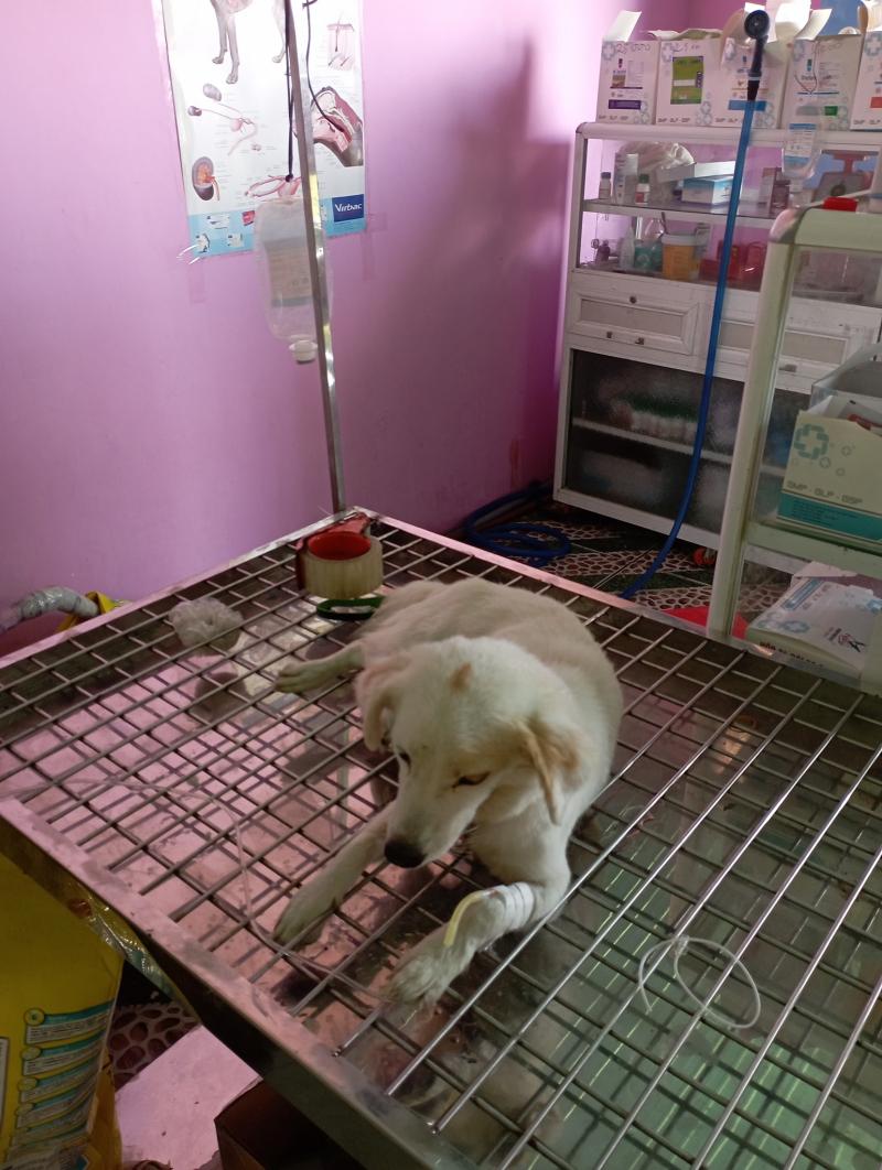 Phòng khám thú y Vinh Phát
