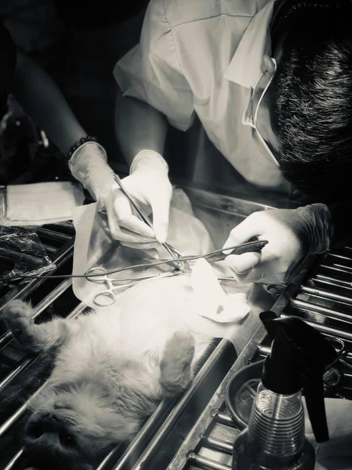 PHÒNG KHÁM THÚ Y Vnpet