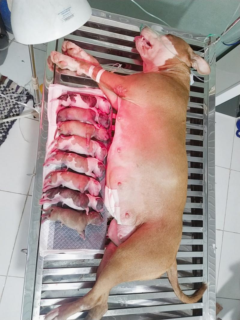 Phòng Mạch Thú Y Nghi Quyền