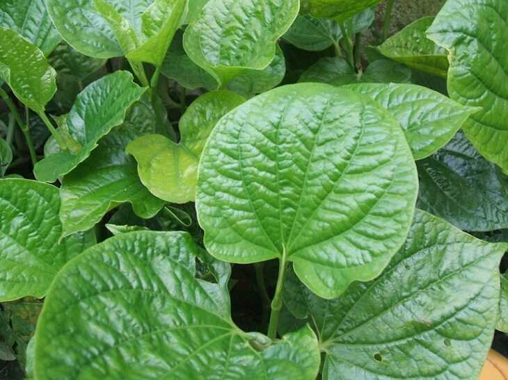 Lá trầu