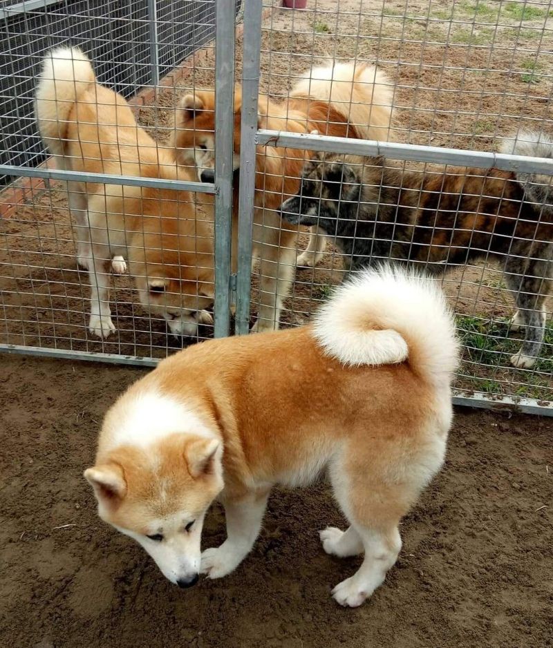 Phươngzado Akitainu