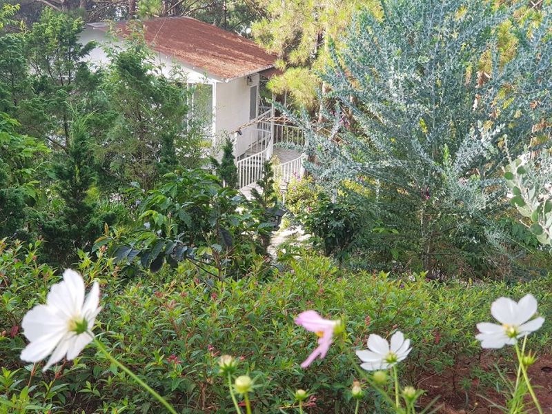 Pine Hill Nhà Trên Cây Homestay Đà Lạt - Yoga, Mindfulness Retreat