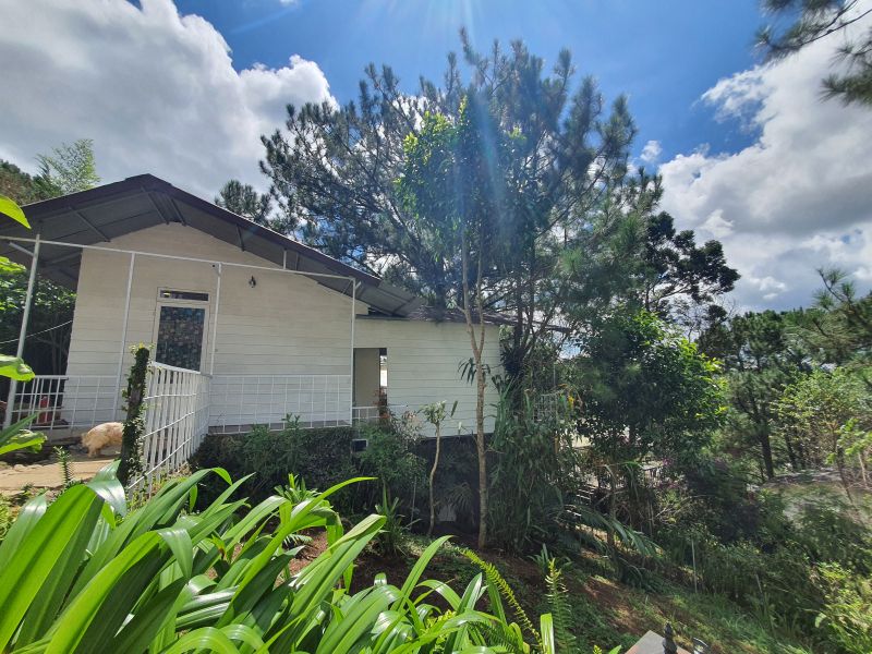 Pine Hill Homestay Nhà Trên Cây Đà Lạt