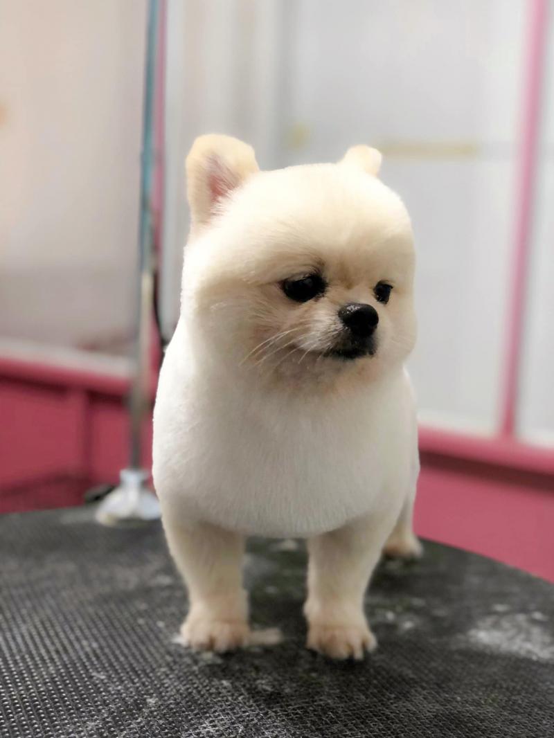 PiPi Pet Shop