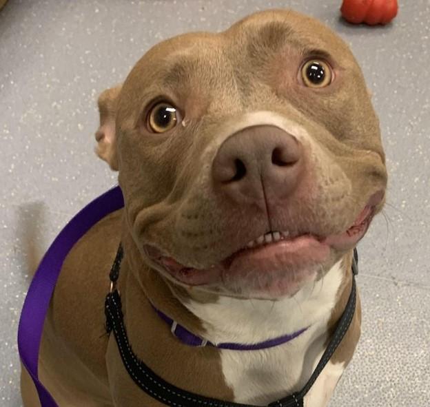 Pit Bull