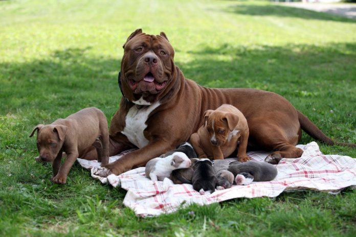 Chó Pitbull