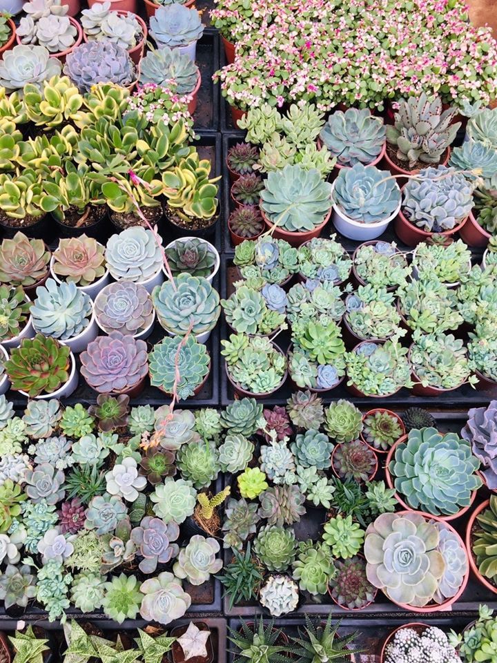 Pleiku Garden