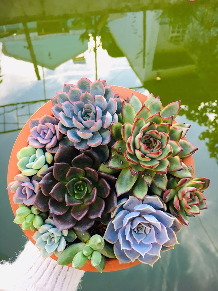 Pleiku Garden
