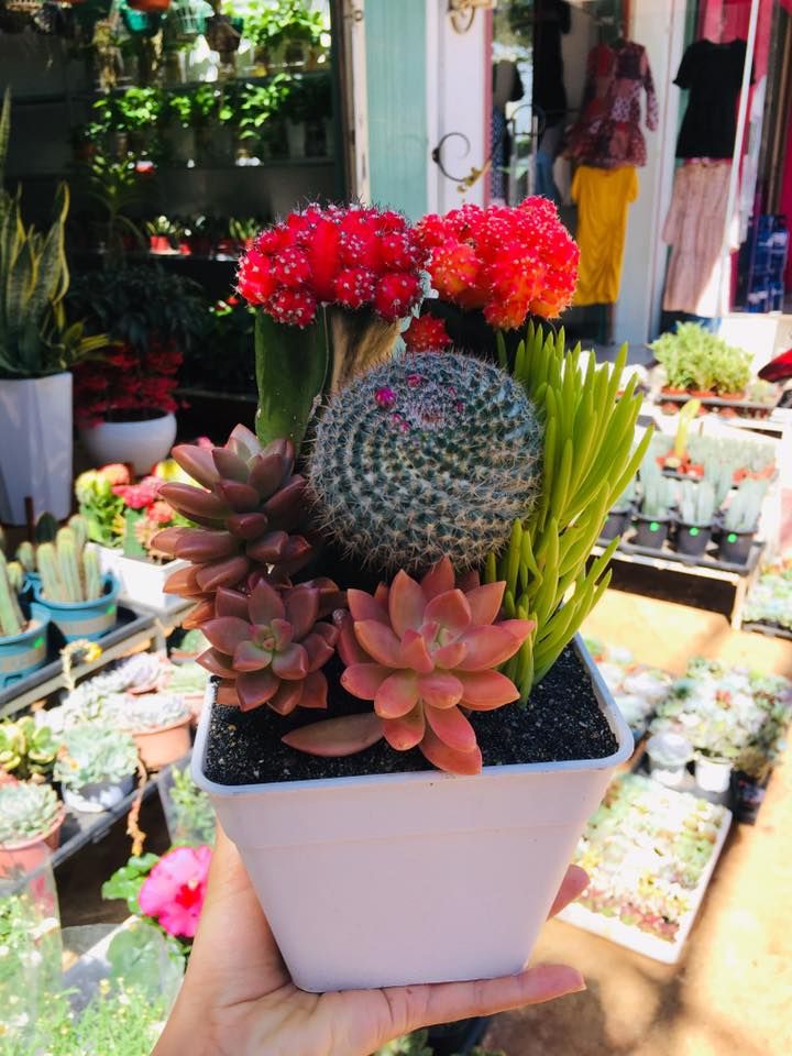 Pleiku Garden