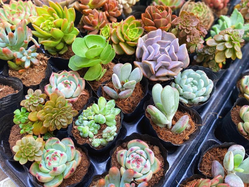 Poo Garden