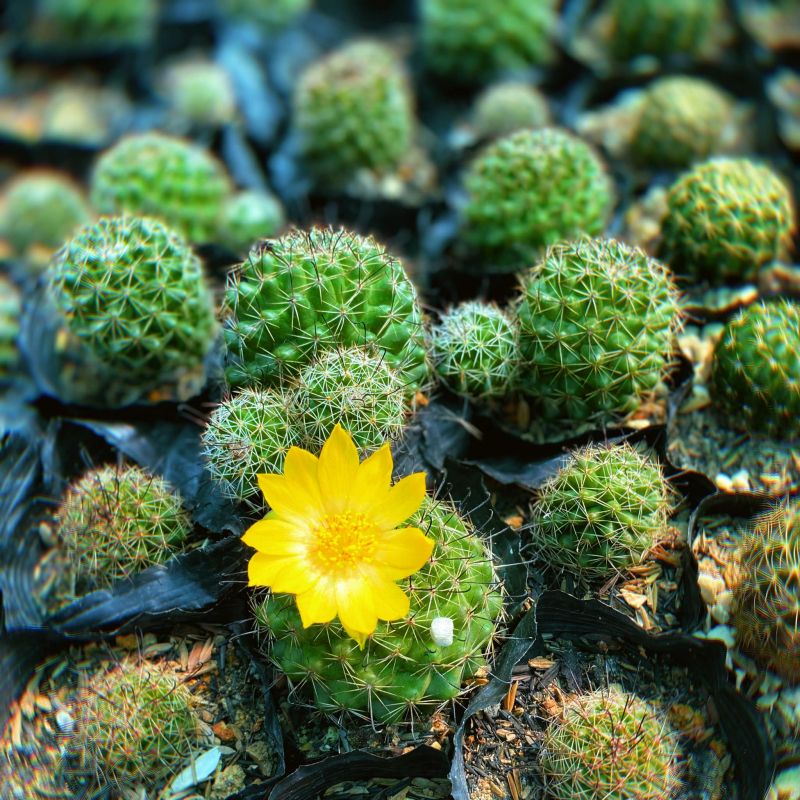 Poo Garden