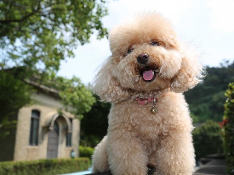 Chó Poodle
