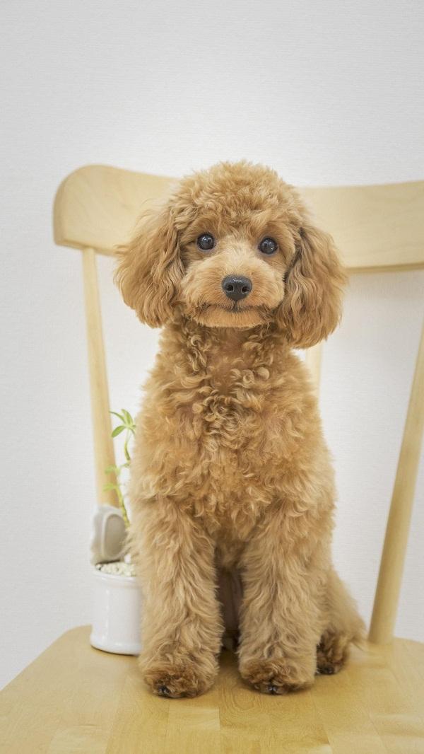 ﻿﻿﻿Poodle ﻿là giống chó có nhiều màu sắc