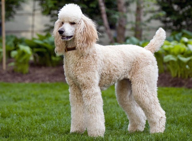 Poodle - một trong những loài chó cảnh thông minh nhất thế giới