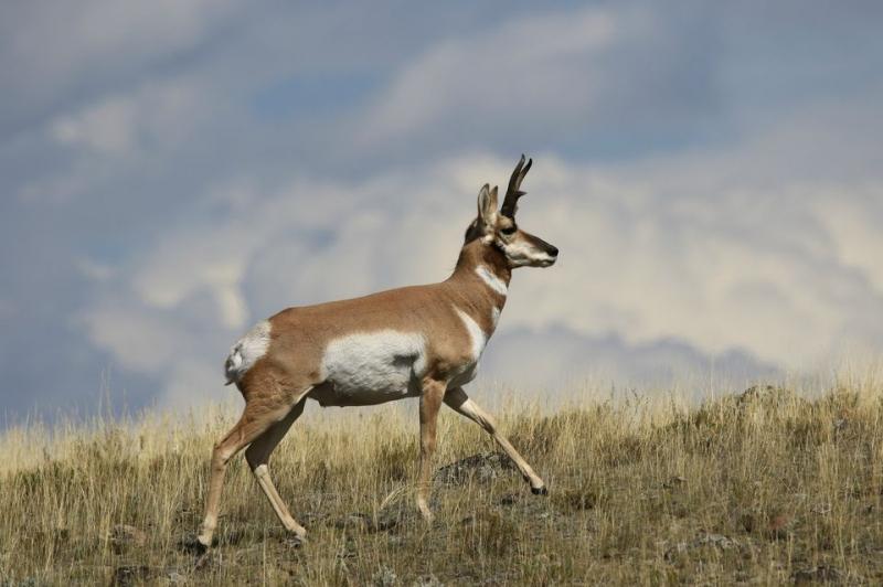 Pronghorn