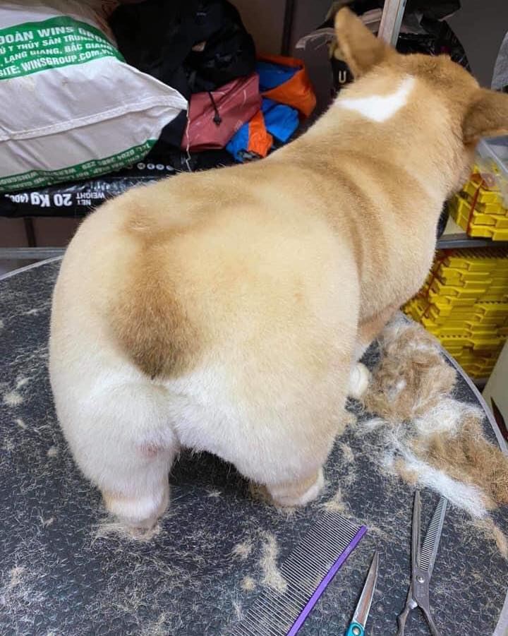 PT Pet Shop