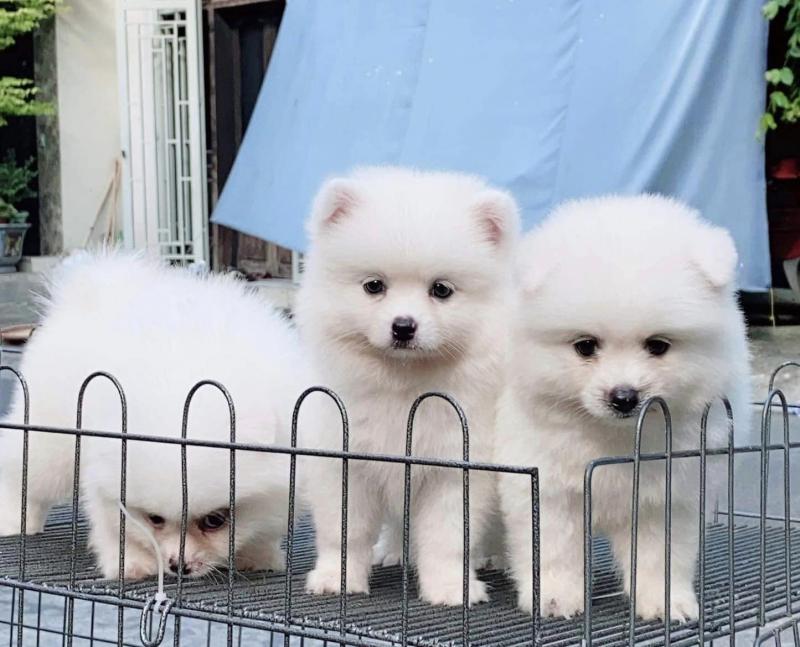 Punky Pets