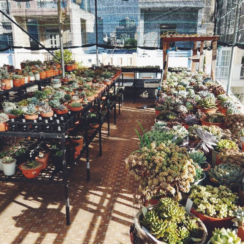 Qi Garden