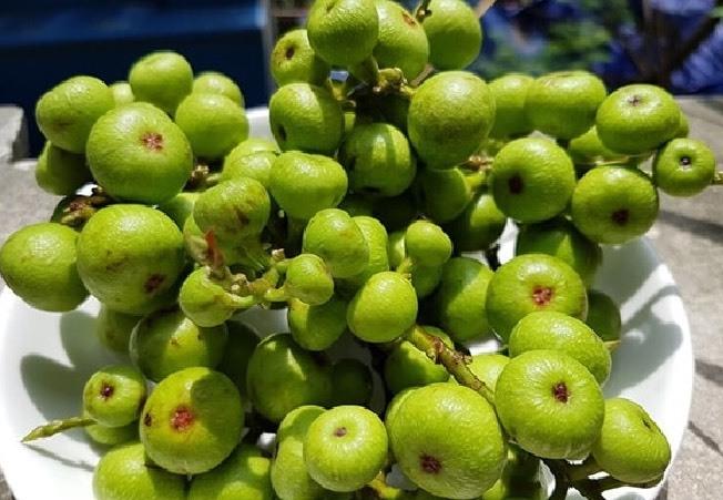 Mẹ sau khi sinh ăn quả sung giúp bổ sung nguồn dinh dưỡng dồi dào cho cơ thể, kích thích tuyến sữa hoạt động, giúp sữa mẹ về nhiều và đặc hơn.