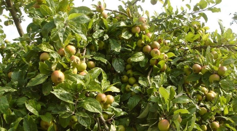 Cây táo mèo sai trĩu quả