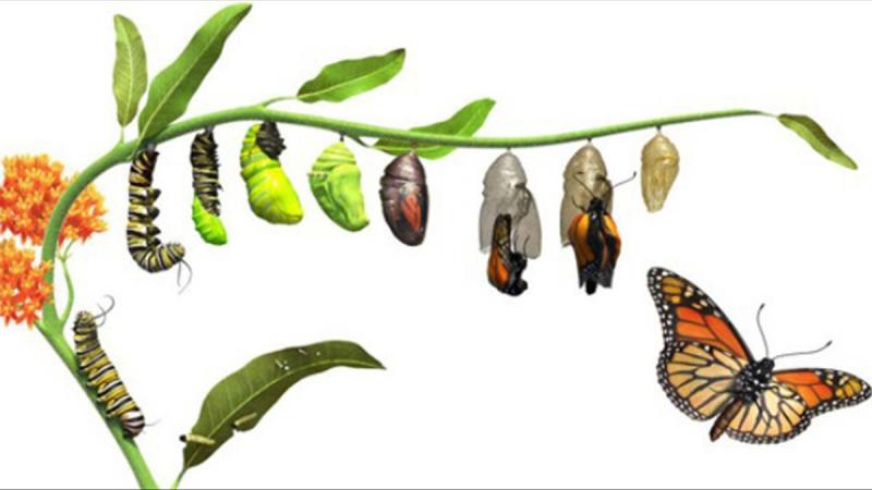 Quá trình sâu biến thành bướm