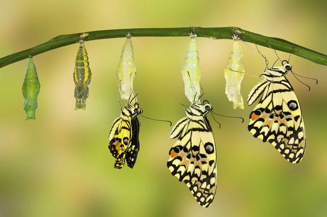 Quá trình sâu biến thành bướm