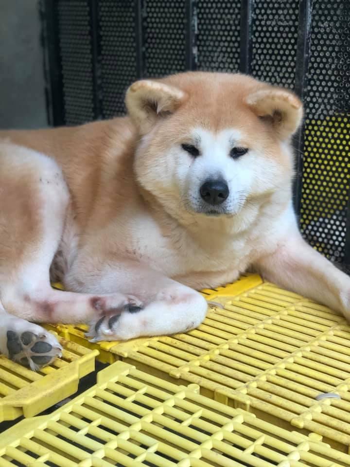 Quốc Trung Akita Inu