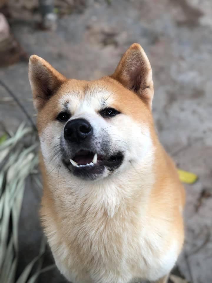 Quốc Trung Akita Inu