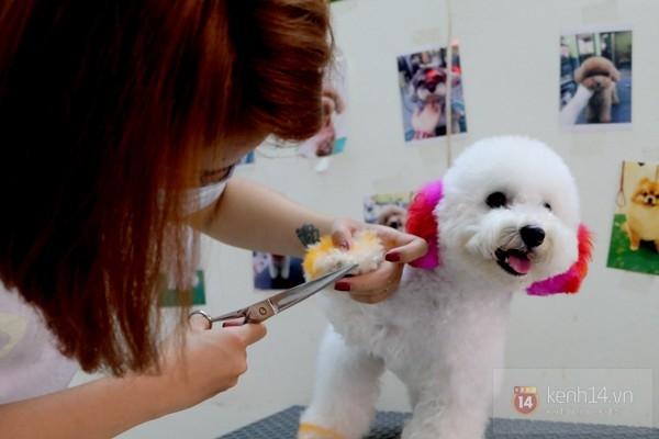 Cuộc sống của các chú chó phụ thuộc vào khả năng tài chính của bạn
