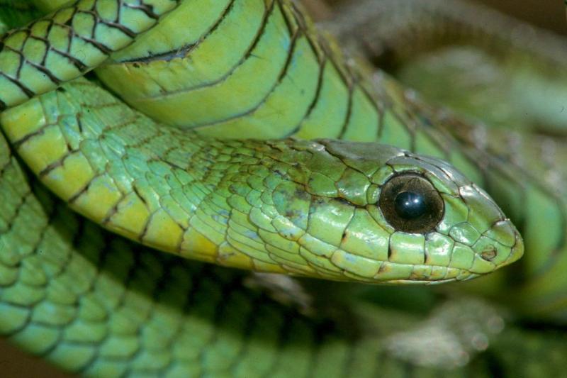 Rắn Boomslang