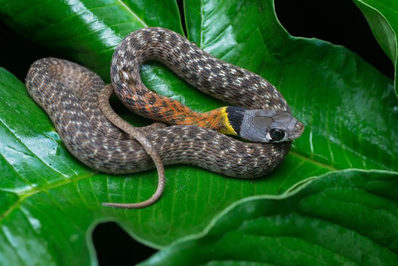 Rắn hoa cỏ - Rhabdophis subminiatus