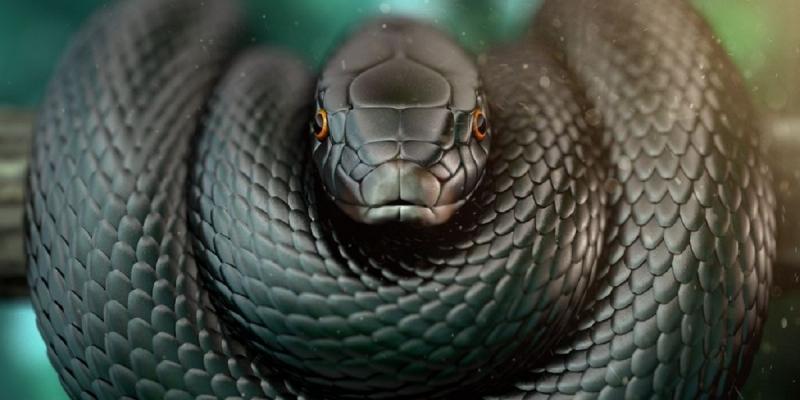 Rắn Mamba đen