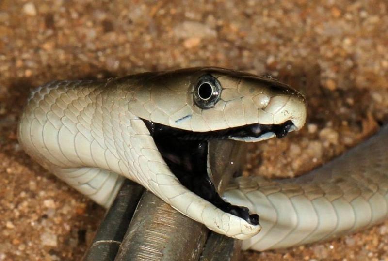 Rắn mamba đen